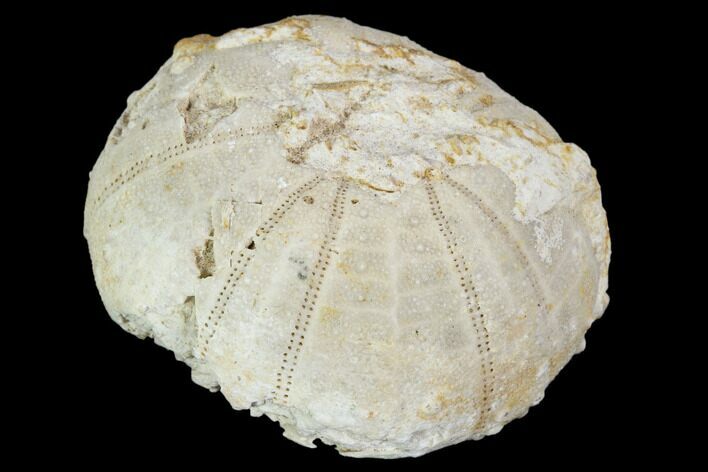 Fossil Sea Urchin (Heterodiadema) - Morocco #104477